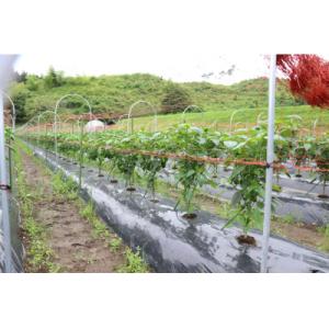ふるさと納税 陸前高田市 訳あり ピーマン 約...の詳細画像1