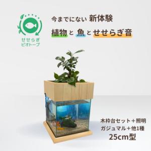 ふるさと納税 東広島市 せせらぎビオトープ　25cm型照明+木枠台セット(ガジュマル+他1種)