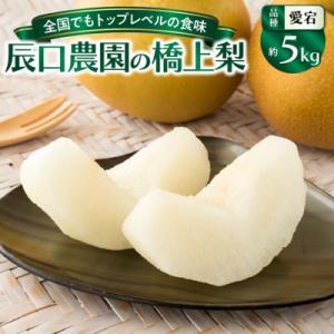 ふるさと納税 国東市 【先行受付】令和7年発送 /辰口農園の橋上梨約5kg(品種:愛宕)_1303R