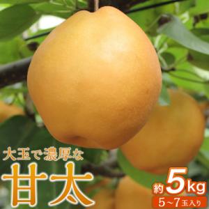 ふるさと納税 角田市 【2026年発送/先行予約】梨「甘太」約5kg(5〜7玉入)【松崎果樹園】