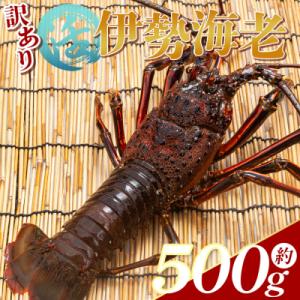 ふるさと納税 香南市 伊勢海老 活 計500g(1〜2匹) 冷蔵 - 刺身 エビ えび 魚介 産地直...