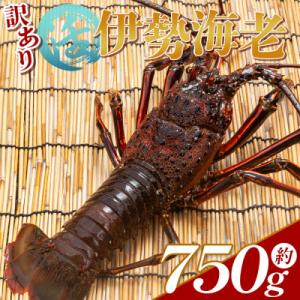 ふるさと納税 香南市 伊勢海老 活 計750g(1〜3匹) 冷蔵 刺身 エビ えび 魚介 産地直送 ...