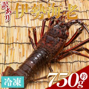 ふるさと納税 香南市 伊勢海老 冷凍 計750g(1〜3匹) - 国産 みそ汁 エビ えび 魚介 産...