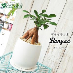 ふるさと納税 糸島市 ガジュマル 糸島市/cocoha[AWB022]