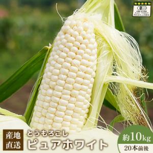 ふるさと納税 中標津町 【2026年発送分】有機栽培とうもろこし (ピュアホワイト)約10kg約20本前後【6601701】