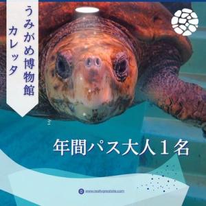 ふるさと納税 美波町 日和佐うみがめ博物館カレッタ　入館年間パス【大人1名分】