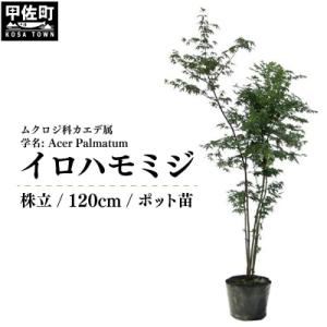 ふるさと納税 甲佐町 イロハモミジ(伊呂波紅葉)1.2m前後【株立】価格改定