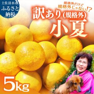 ふるさと納税 土佐清水市 R9.4月 規格外だけど規格外じゃない!? 訳あり 小夏 5kg(日向夏)柑橘【R01487】