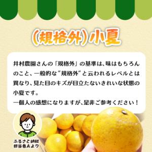 ふるさと納税 土佐清水市 R9.4月 規格外だ...の詳細画像1
