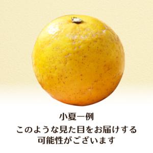ふるさと納税 土佐清水市 R9.4月 規格外だ...の詳細画像2