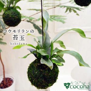 ふるさと納税 糸島市 吊るして オシャレ 『コウモリラン 苔玉』 糸島市/cocoha 観葉植物 室...