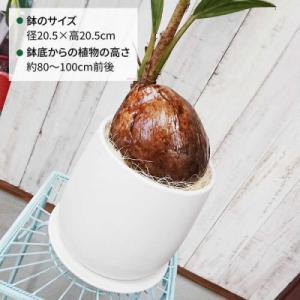 ふるさと納税 糸島市 ココヤシ糸島市/coco...の詳細画像1
