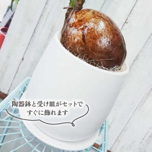 ふるさと納税 糸島市 ココヤシ糸島市/coco...の詳細画像2