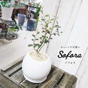 ふるさと納税 糸島市 ソフォラ糸島市/cocoha[AWB014]観葉植物グリーンインテリア室内