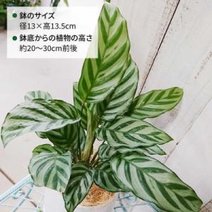 ふるさと納税 糸島市 カラテア・フレディ糸島市...の詳細画像1
