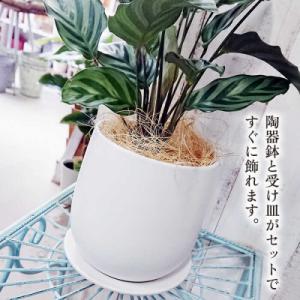 ふるさと納税 糸島市 カラテア・フレディ糸島市...の詳細画像2