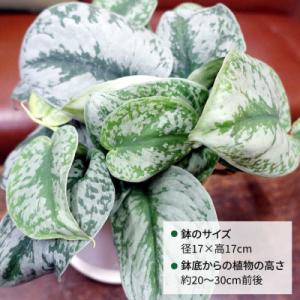 ふるさと納税 糸島市 シルバーグリーンの斑模様...の詳細画像1