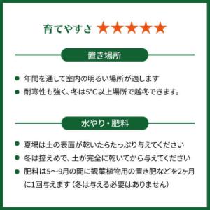 ふるさと納税 糸島市 シルバーグリーンの斑模様...の詳細画像3