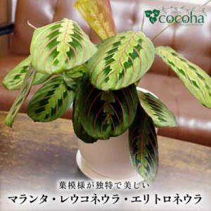 ふるさと納税 糸島市 マランタ・レウコネウラ・エリトロネウラ(ボスタス) 糸島市/cocoha[AWB035]