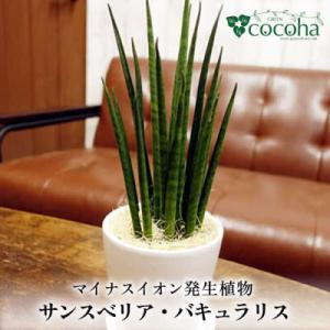 ふるさと納税 糸島市 マイナスイオン発生植物『サ...の商品画像