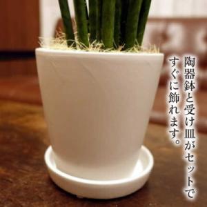 ふるさと納税 糸島市 マイナスイオン発生植物『...の詳細画像2