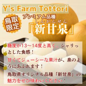 ふるさと納税 八頭町 新甘泉(家庭用) 3kg...の詳細画像2