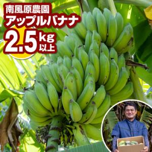ふるさと納税 南風原町 南風原農園　アップルバナナ　2.5kg以上