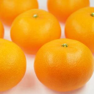 ふるさと納税 愛南町 先行予約 訳あり せとか 3kg ハウス栽培 愛媛県 愛南町 豊田農園