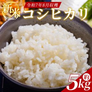 ふるさと納税 香南市 コシヒカリ 約5kg(令和7年8月収穫) db-0049