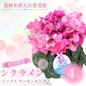 ふるさと納税 南相馬市 【2026年 先行予約】シクラメン ジックス サーモンピンク 4号 | 根本...