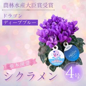 ふるさと納税 南相馬市 【2026年 先行予約】シクラメン ドラゴン ディープブルー 4号 | 根本...