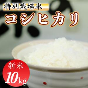 ふるさと納税 三原村 令和7年産 (精白米)　特別栽培米　こしひかり10kg