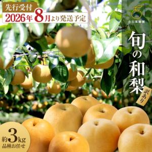ふるさと納税 角田市 【先行予約(2026年発送分)】【訳あり】旬の和梨　約3kg【吉川果樹園】|梨 ナシ こだわりの梨