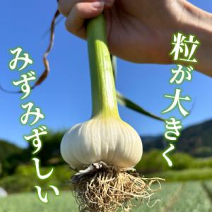 ふるさと納税 西予市 <西予市産 朝霧に...の詳細画像1