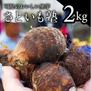 ふるさと納税 可児市 可児のおいしい里芋『さといも塾』2kg