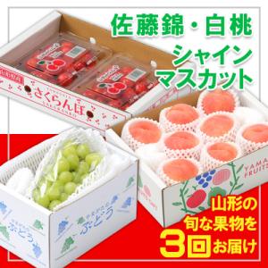 ふるさと納税 山形市 【定期便3回】☆フルーツ王国山形☆『佐藤錦、白桃、シャインマスカット』 FY25-313