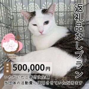 ふるさと納税 小郡市 保護猫活動を応援! 返礼品無し 500,000円(お礼状送付) 保護猫[No5354-2325]