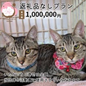 ふるさと納税 小郡市 保護猫活動を応援! 返礼品無し 1,000,000円(お礼状送付) 保護猫[No5354-2324]