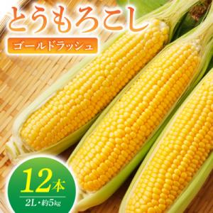 ふるさと納税 東御市 【先行受付2026年発送】農家直送!朝採れとうもろこし(ゴールドラッシュ) 2L 12本|小林菜園