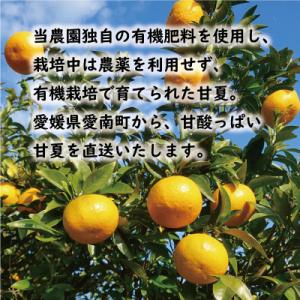 ふるさと納税 愛南町 【先行予約:2026年1...の詳細画像2