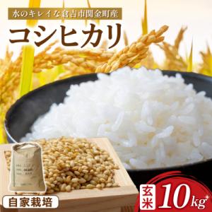 ふるさと納税 倉吉市 コシヒカリ 玄米 10kg 令和7年産 お米 米 こしひかり 玄米 コシヒカリ