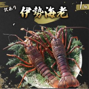 ふるさと納税 室戸市 【訳あり】活 伊勢海老 訳あり 1kg(3〜5匹) 冷蔵