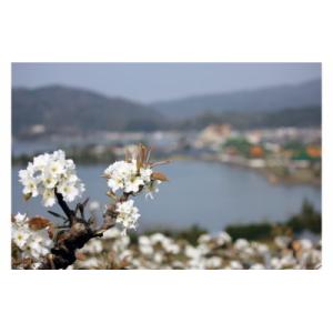 ふるさと納税 江府町 二十世紀梨 5kg 鳥取県産 先行予約受付 米子選果場 2026年収穫分 なし 5キロ 0924