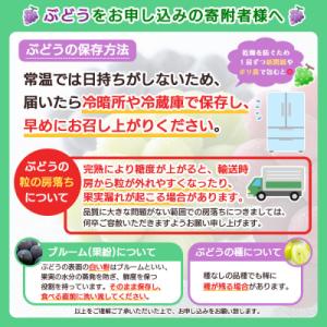 ふるさと納税 山形市 旬の桃と大粒ぶどうピオー...の詳細画像2