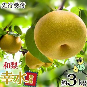 ふるさと納税 三条市 先行受付 和梨 幸水 約3kg 秀品 令和8年度【011S330】