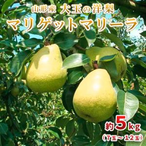 ふるさと納税 山形市 大玉の洋梨 マリゲットマリーラ 秀品 約5kg(7玉〜12玉) 【令和8年産】FU23-005