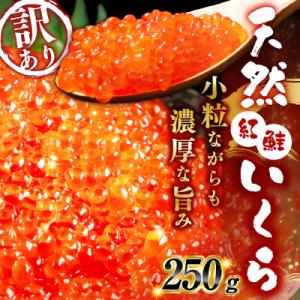 ふるさと納税 釧路市 新物 天然紅鮭いくら醤油漬け 250g 【2026年11月以降順次発送】