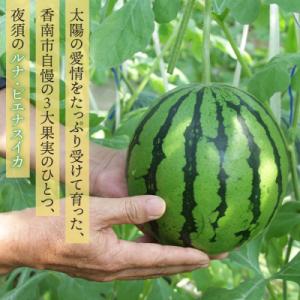 ふるさと納税 香南市 【6回定期便】ルナ・ピエ...の詳細画像1