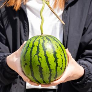 ふるさと納税 香南市 【6回定期便】ルナ・ピエ...の詳細画像3