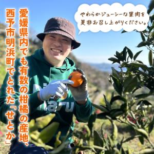 ふるさと納税 西予市 <せとか(家庭用)...の詳細画像2